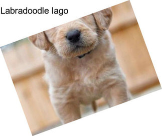 Labradoodle Iago