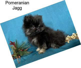 Pomeranian Jagg