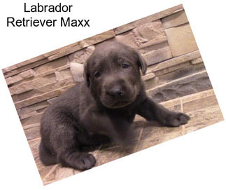 Labrador Retriever Maxx
