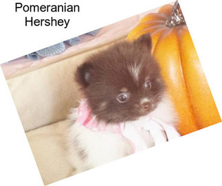 Pomeranian Hershey