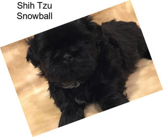 Shih Tzu Snowball