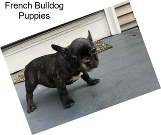 French Bulldog Puppies