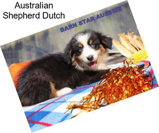 Australian Shepherd Dutch