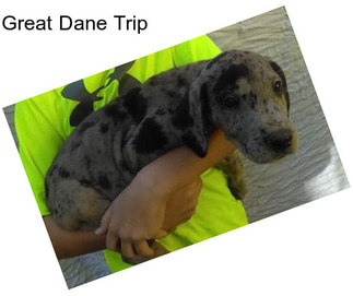 Great Dane Trip