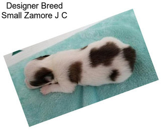 Designer Breed Small Zamore J C