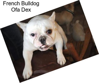 French Bulldog Ofa Dex