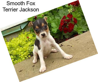 Smooth Fox Terrier Jackson