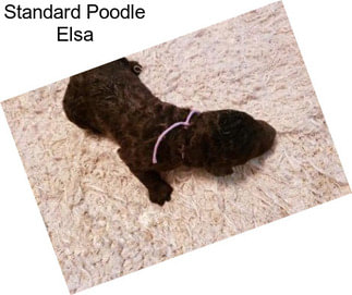 Standard Poodle Elsa