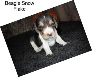 Beagle Snow Flake