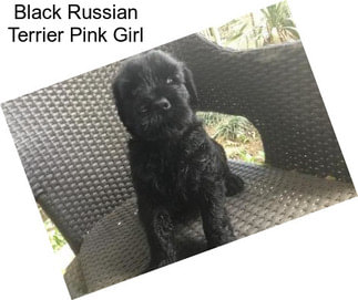 Black Russian Terrier Pink Girl