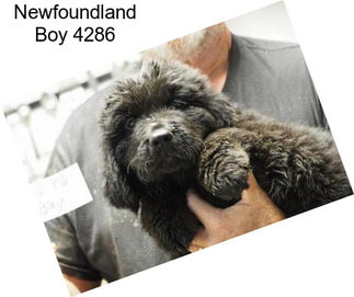 Newfoundland Boy 4286