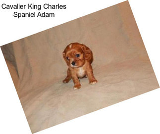 Cavalier King Charles Spaniel Adam