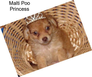 Malti Poo Princess