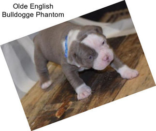 Olde English Bulldogge Phantom