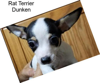 Rat Terrier Dunken
