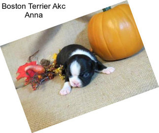Boston Terrier Akc Anna