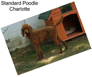 Standard Poodle Charlotte