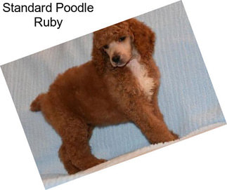 Standard Poodle Ruby