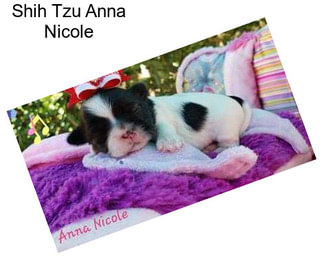 Shih Tzu Anna Nicole