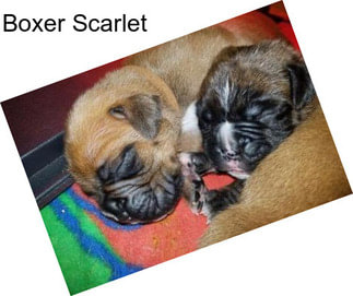 Boxer Scarlet