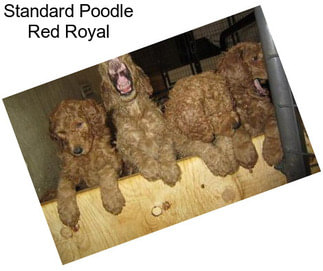 Standard Poodle Red Royal