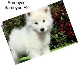 Samoyed Samoyed F2