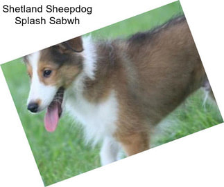 Shetland Sheepdog Splash Sabwh