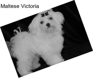 Maltese Victoria