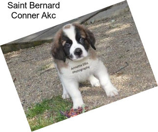 Saint Bernard Conner Akc