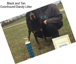 Black and Tan Coonhound Dandy Litter