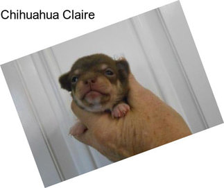 Chihuahua Claire