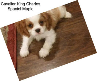 Cavalier King Charles Spaniel Maple