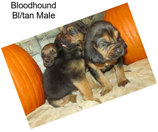 Bloodhound Bl/tan Male