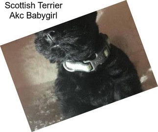 Scottish Terrier Akc Babygirl