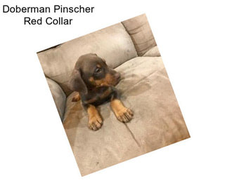 Doberman Pinscher Red Collar