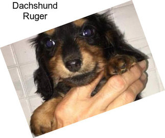 Dachshund Ruger