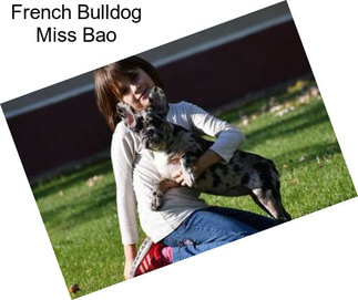 French Bulldog Miss Bao
