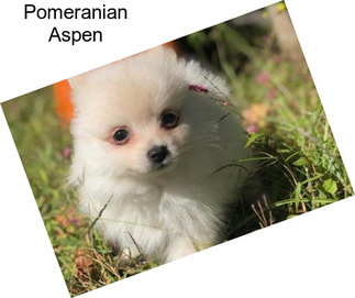 Pomeranian Aspen