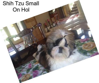 Shih Tzu Small On Hol