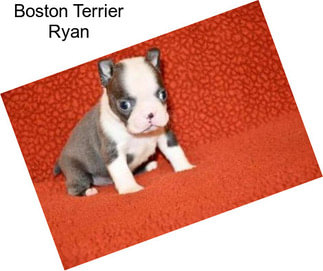 Boston Terrier Ryan