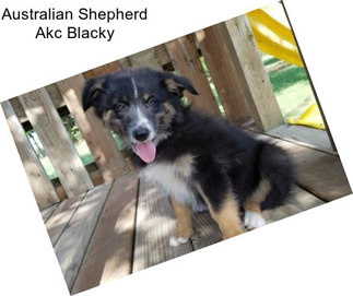 Australian Shepherd Akc Blacky