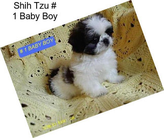 Shih Tzu # 1 Baby Boy