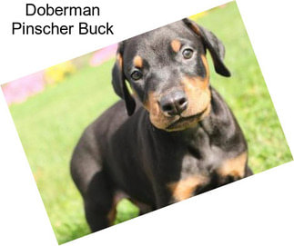 Doberman Pinscher Buck