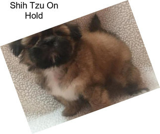 Shih Tzu On Hold