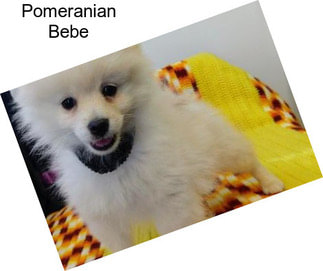 Pomeranian Bebe