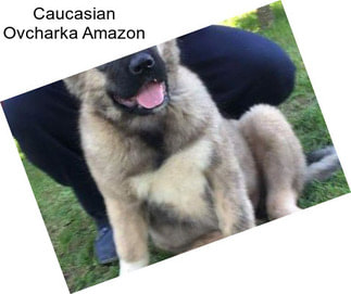 Caucasian Ovcharka Amazon