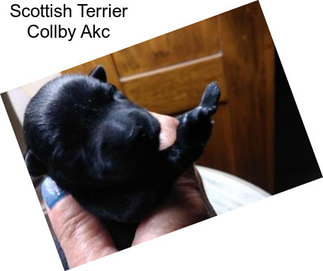 Scottish Terrier Collby Akc