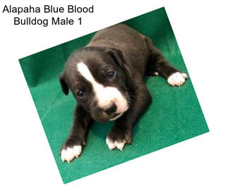 Alapaha Blue Blood Bulldog Male 1