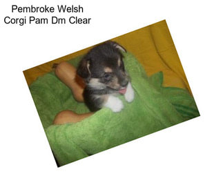 Pembroke Welsh Corgi Pam Dm Clear