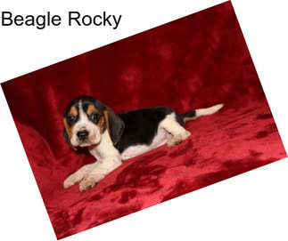 Beagle Rocky